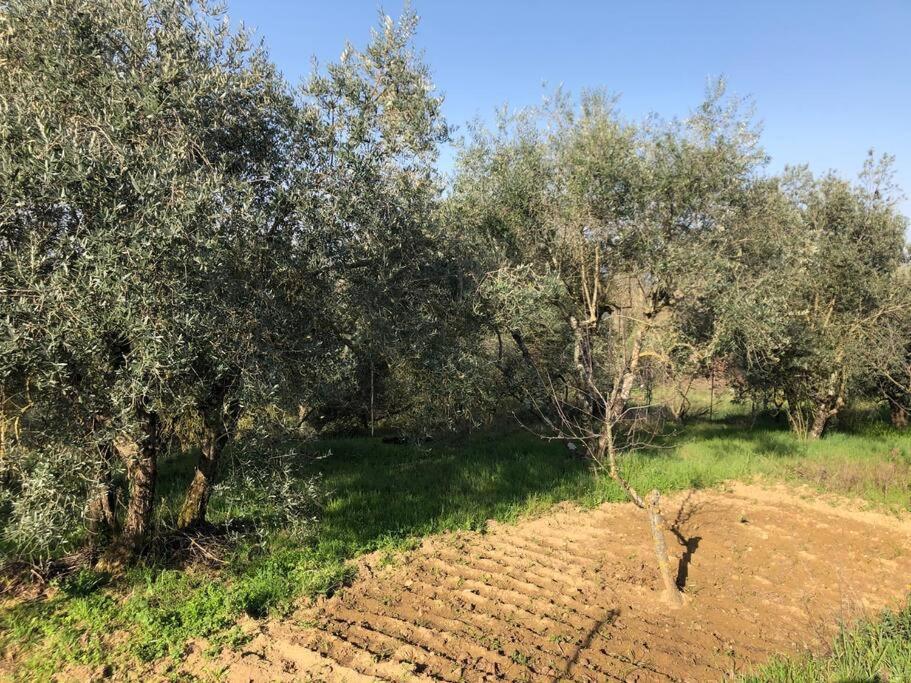 La Vigna Agriturismo Villa Siena Exterior photo